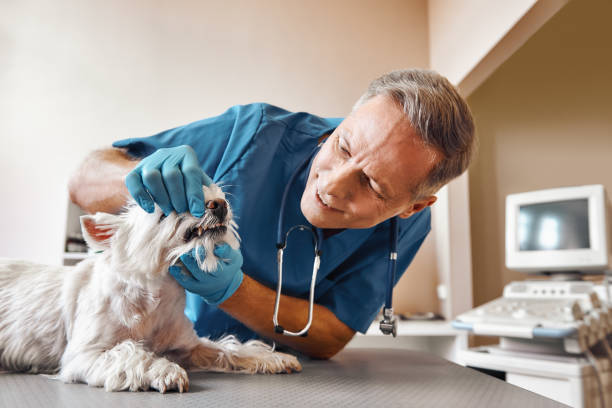 Best Weekend Emergency Dentist in Streamwood, IL